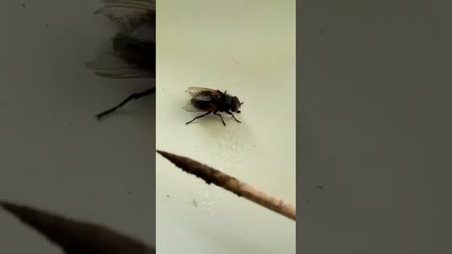fly