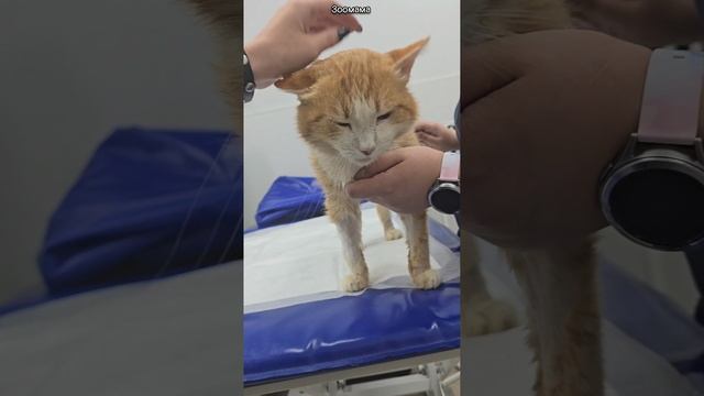 Кот Рыжик, из-за которого на меня написали заявление, Чихуа с щенками из разрушенного сада и другие