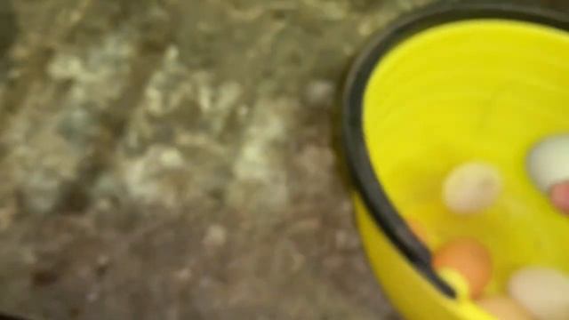 ДвеКвочки не квочки☹️бункерная поилкаНеПонравилась🤷🏼_♀️5день инкубации в инкубаторе РЯБА 36_12,03,