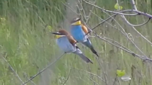 Золотистые щурки 1