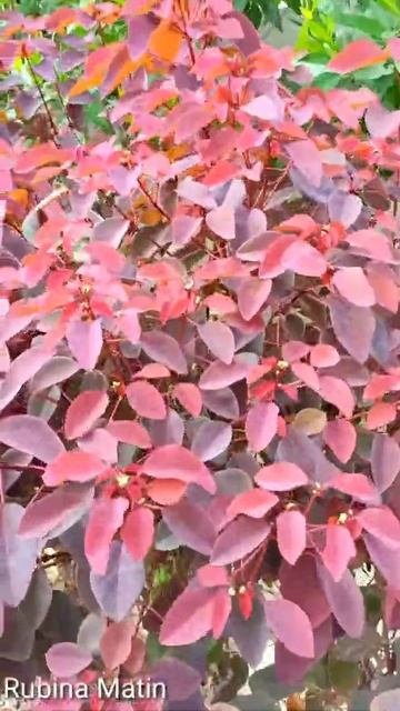 How To Care For Euphorbia Cotinifolia | Laal Jhaari Plant | Summer Plant | RM Garden