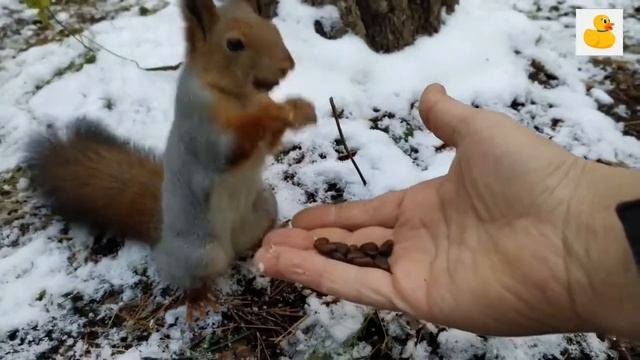 Squirrel eat in a hand in a forest in winter