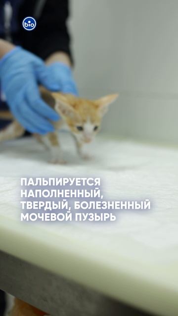 идиопатический цистит кошек
