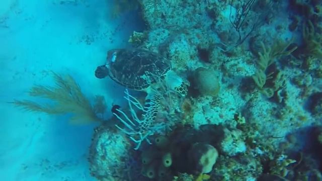 Hawksbill Eating Breakfast
