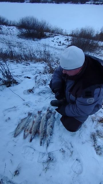 3 Щуки и 2 Судака