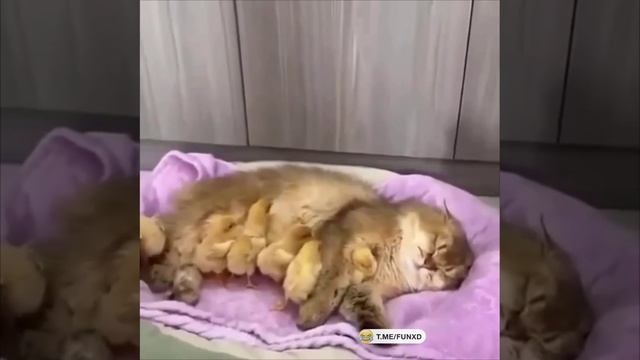 Отдай наших детей