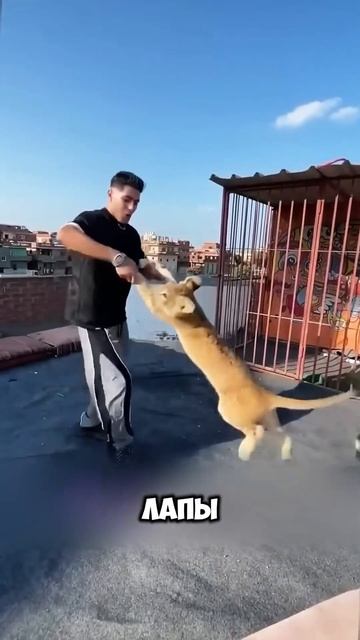 Малыш лев потерял семью.