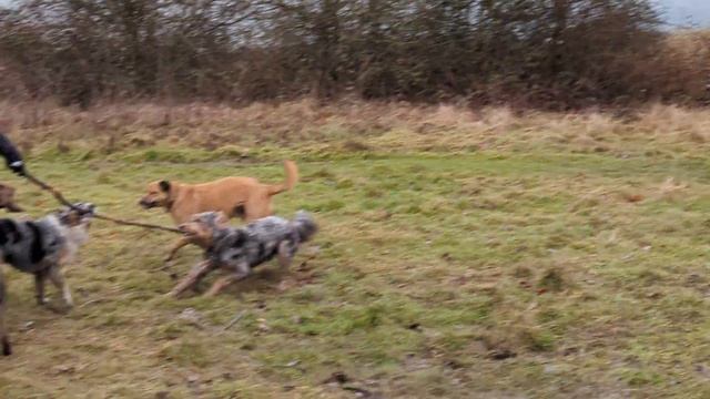 Fri Morn Woofer Walk 3