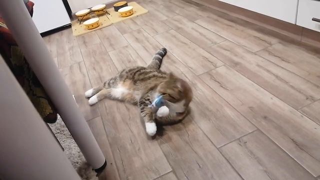 Как кошки играют с игрушками