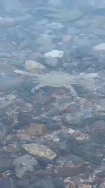 хрустально зеркальный КРАБ в море