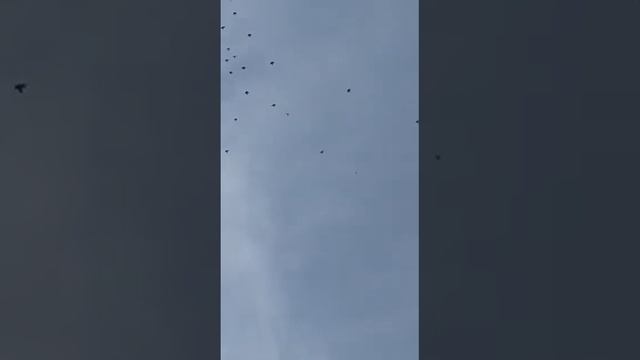и товарищ дрессерует !?