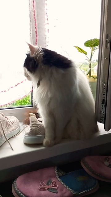 жизнь кошки