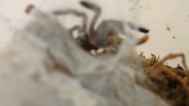 Avicularia purpurea feeding