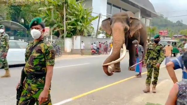 It is a sacred animal in srilanka