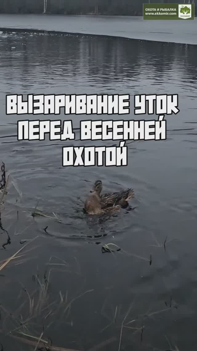 Вызаривание  утки перед весенней охотой