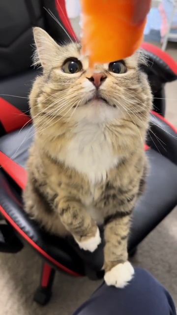 Котики