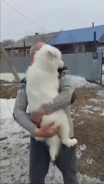 В Нанайском районе Хабаровского края жителю передан щенок породы Самоед