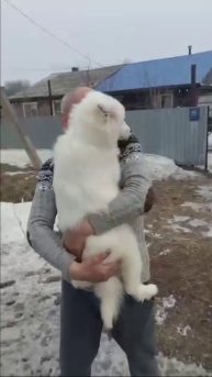В Нанайском районе Хабаровского края жителю передан щенок породы Самоед