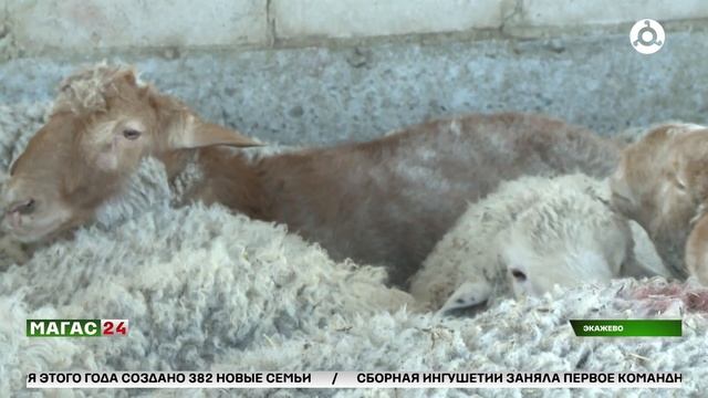 В Ингушетии проходит благотворительная акция по раздаче жертвенных животных. Селение Экажево