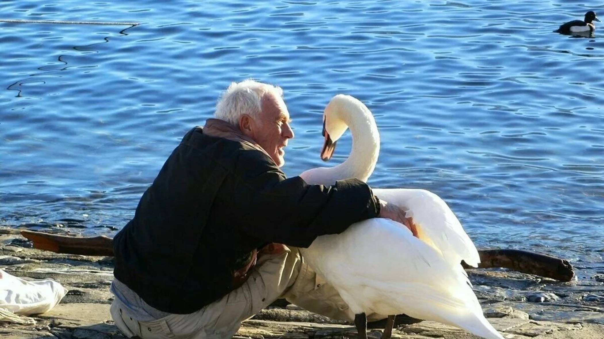 Старик и Лебедь 🦢. Сказка