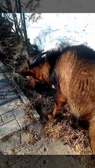 Козлик Кузя не хочет идти домой