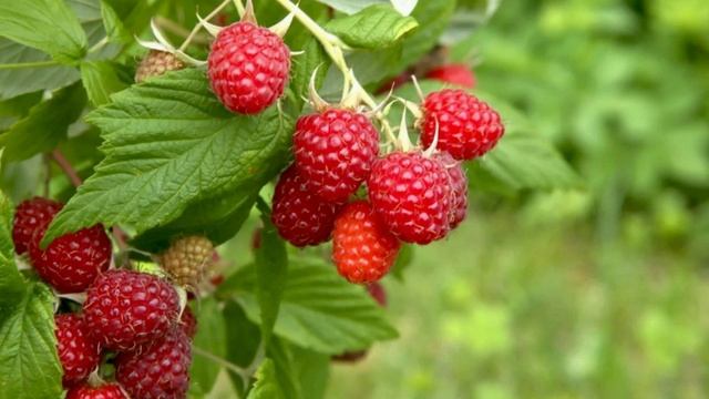 МАЛИНА - ПЯТЬ РЕЦЕПТОВ ДЛЯ ЗДОРОВЬЯ.