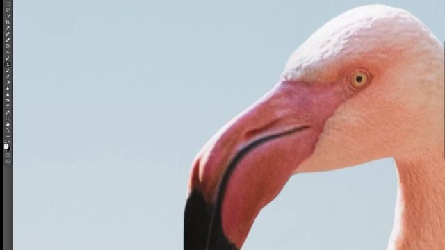 Behind the Scenes of "Wondering White Flamingo" with Alice Zilberberg