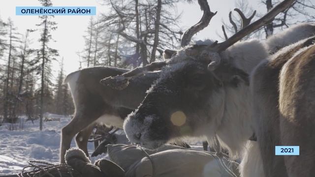 День оленевода в Оленьке отменили из-за карантина