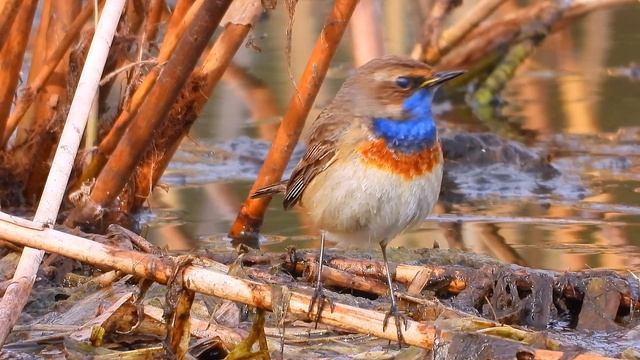 Slavík modráček (Luscinia svecica), Blaukehlchen, Bluethroat