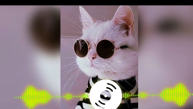 Dream Cat музыка