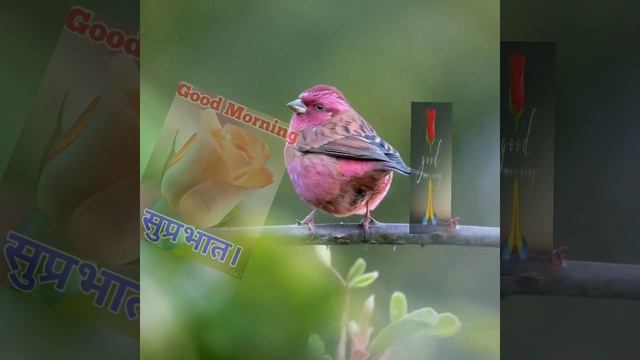 Good Morning Fresh Air Cool Day