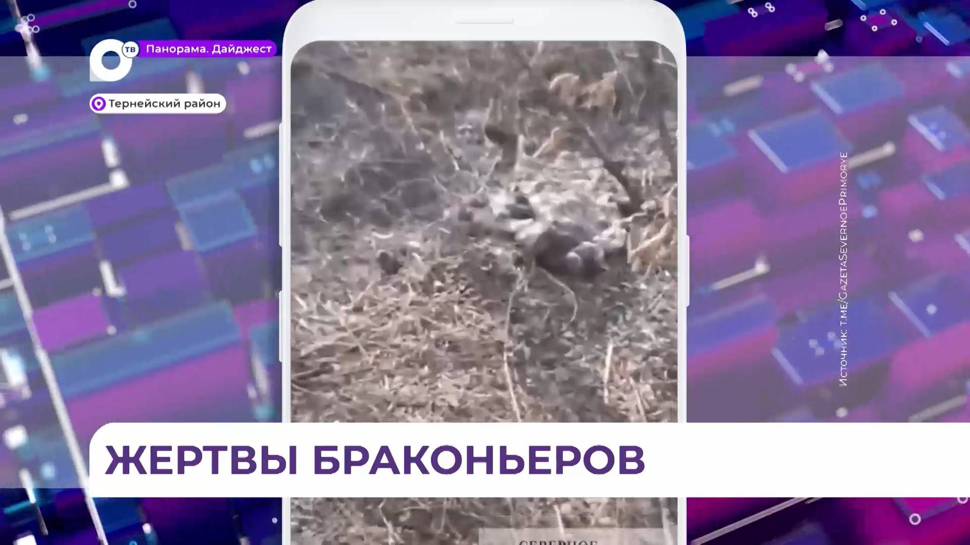 В Приморье возбуждено уголовное дело по факту уничтожения стада оленей