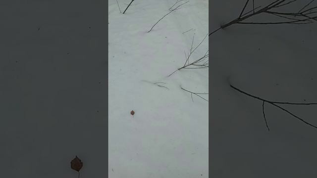 сходил в магаз за хлебом