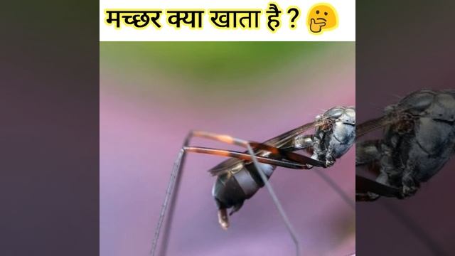 मच्छर क्या खाकर अपना पेट भरते हैं?? 🤔🤔  #shorts  #trending  #facts