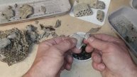 Mud Wasp nests