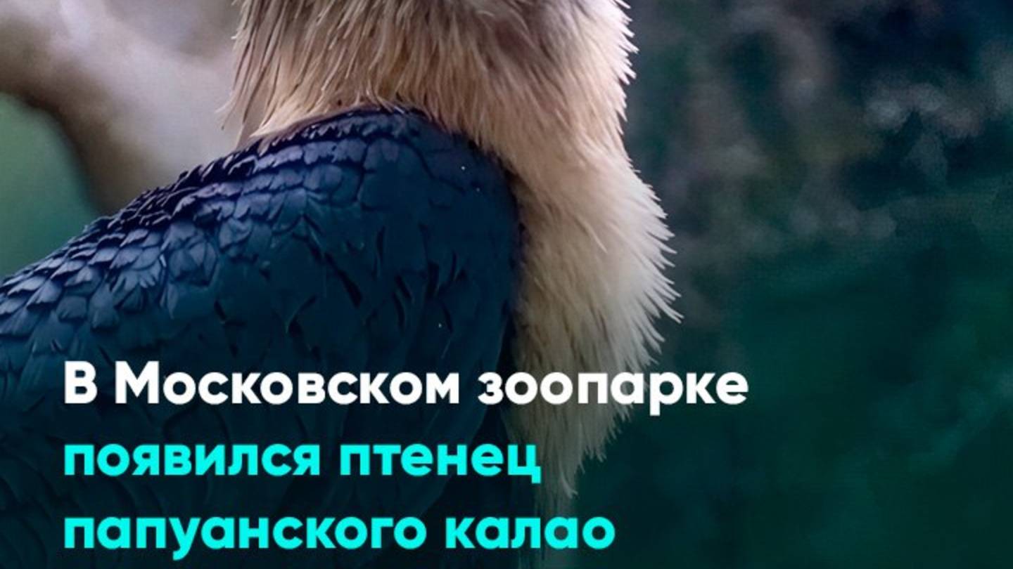В Московском зоопарке появился птенец папуанского калао