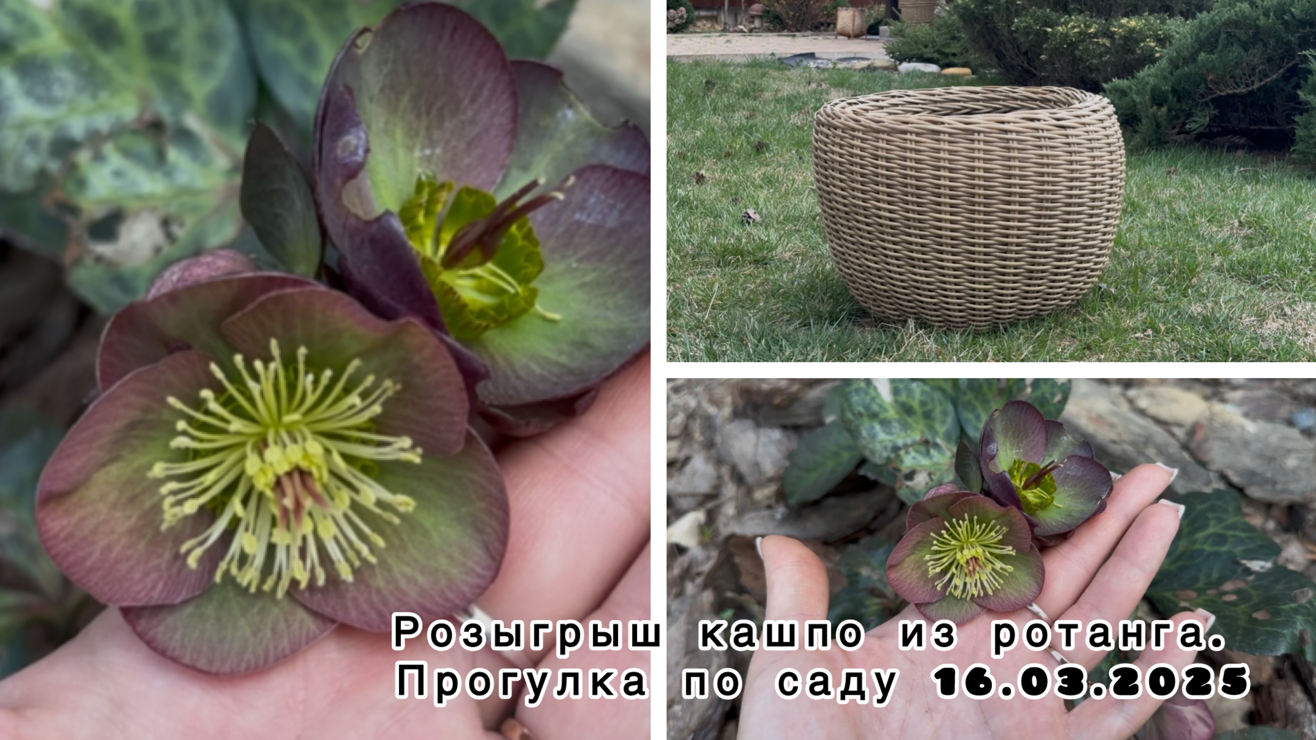 Розыгрыш кашпо из ротанга. Прогулка по саду 16.03.2025.