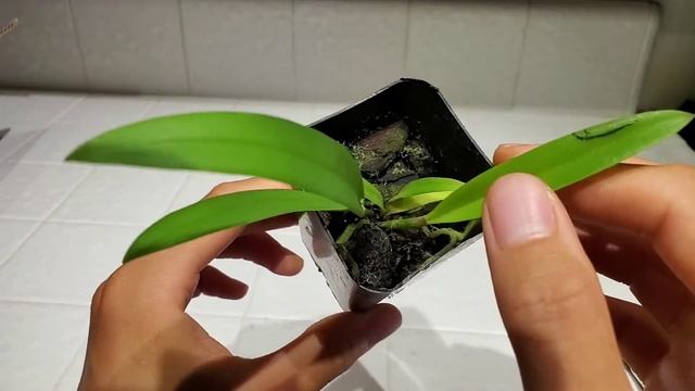 Orchid Unboxing: Brassocattleya Gulfshore's Beauty from LAOrchidJohn on eBay