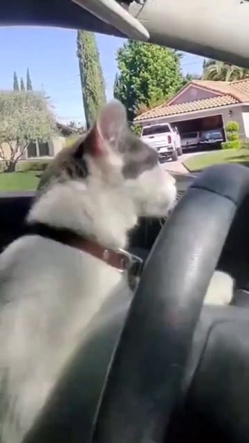 scene_output.mp4
