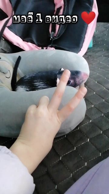 1 видео 
мы едем с Ларисой в магазин ❤️ ЧпЕк🤘👐🙃