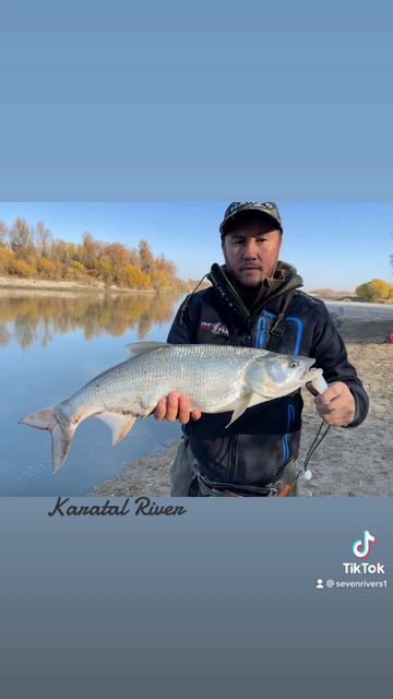 МОЩНЫЙ ЖЕРЕХ ! Рыбалка на Каратале ! #fishingkz #низовьекаратала #рыбалкавказахстане #relaxfishing