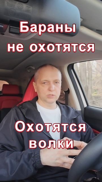Бараны не охотятся, охотятся волки.