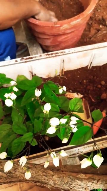 planting Bleeding heart
