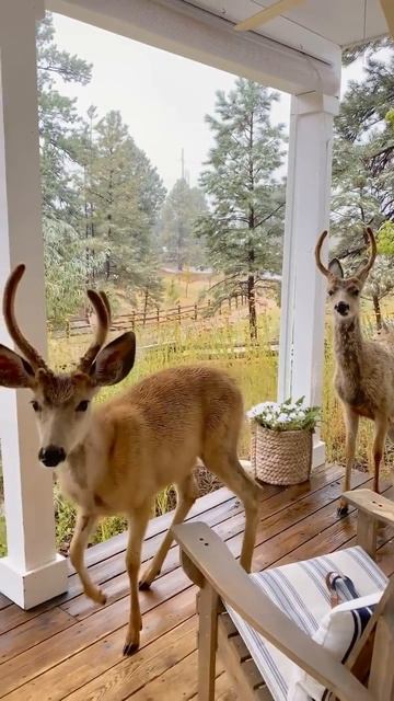 Самые крошечные олени 🦌 — водяные, их вес всего 10-15 кг. А самые крупные — благородные олени