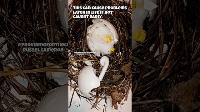 How to clean and care for new        Egg Ear Air Pods.