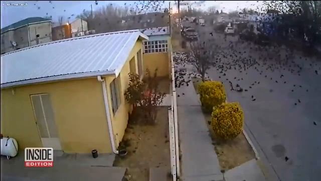 В Мексике несколько сотен дроздов рухнули на землю !!!