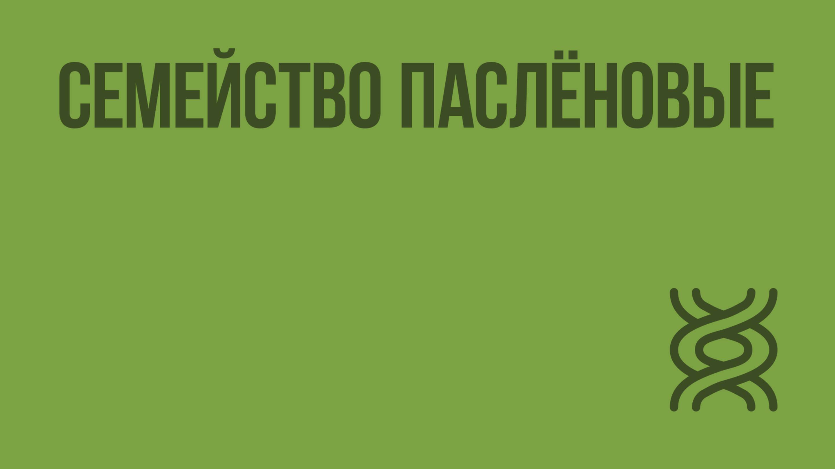 Семейство паслёновые. Видеоурок по биологии 6 класс