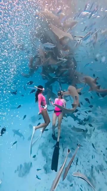 Shark Diving at the Maldives
