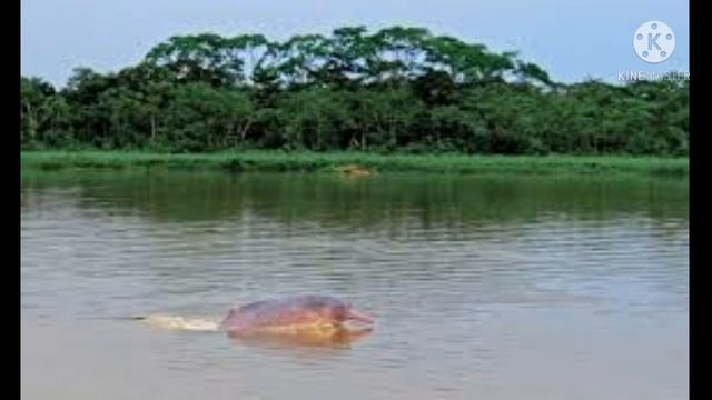 The Amazon Forest |Largest Forest in the world