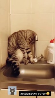 Самые смешные коты